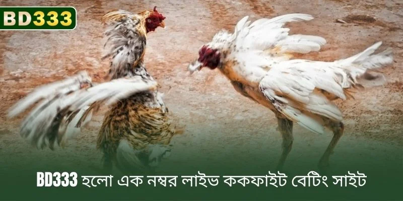 এক নম্বর লাইভ ককফাইট বেটিং সাইট BD333