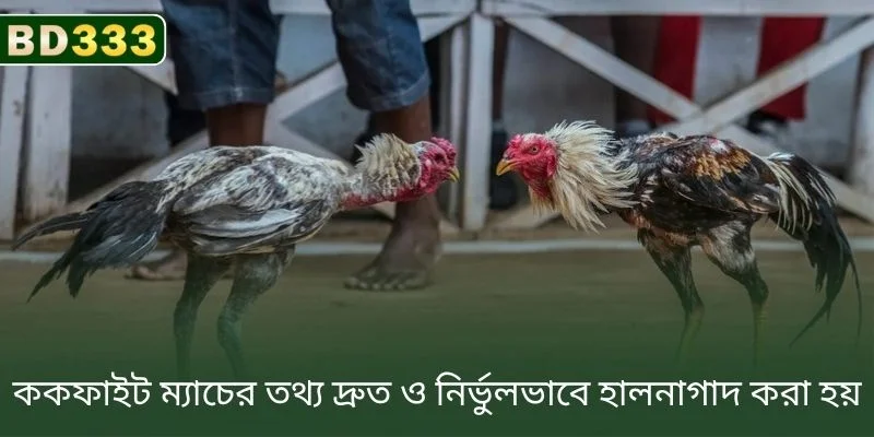 BD333-এ ককফাইট ম্যাচের তথ্য দ্রুত এবং নির্ভুলভাবে আপডেট করা হয়