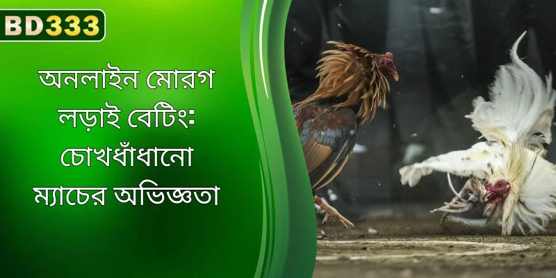 BD333-এ নজরকাড়া ম্যাচ সহ অনলাইন ককফাইটিং বেটিং অভিজ্ঞতা