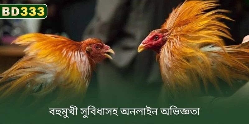BD333-এ বহুমুখী সুবিধা সহ অনলাইন অভিজ্ঞতা