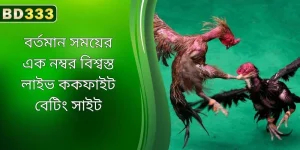 বর্তমানে এক নম্বর বিশ্বস্ত লাইভ ককফাইট বেটিং সাইট BD333