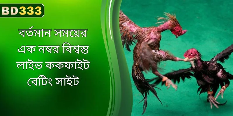 বর্তমানে এক নম্বর বিশ্বস্ত লাইভ ককফাইট বেটিং সাইট BD333