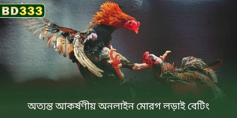 অত্যন্ত আকর্ষণীয় অনলাইন ককফাইটিং বেটিং