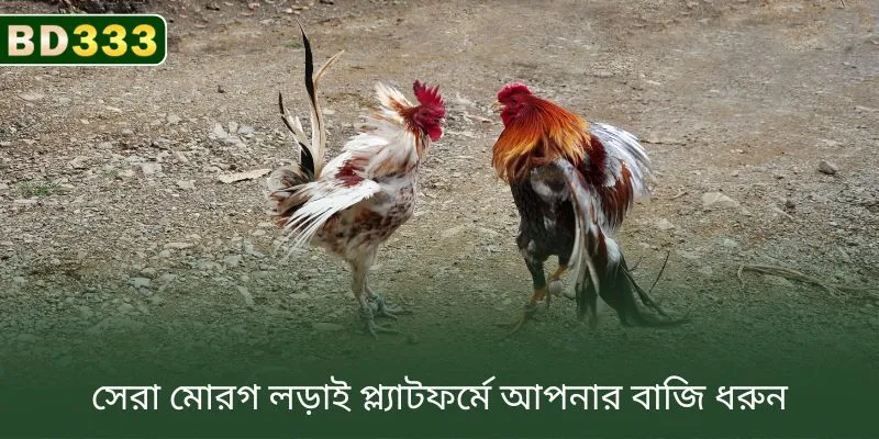 A promotional graphic showcasing high-definition live streaming of thrilling cockfighting matches available directly on the BD333 betting platform