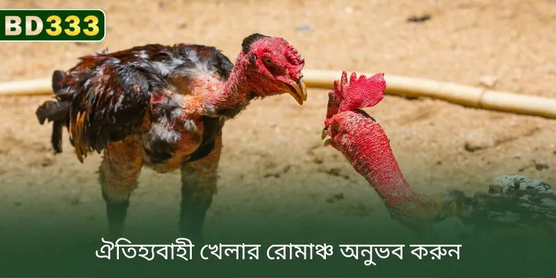 A promotional graphic illustrating the various cockfighting match formats and their distinct operational rules available for online betting